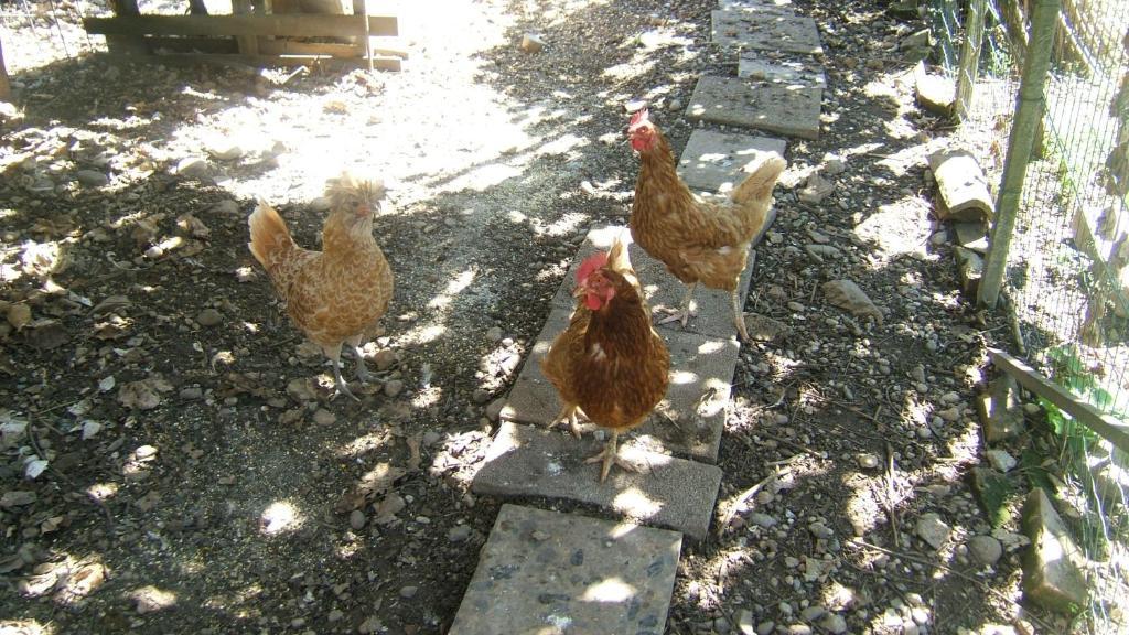 Locanda Canareggio San Biagio di Callalta エクステリア 写真